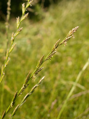 Lolium perenne