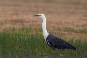 White-necked Heron in Australia
