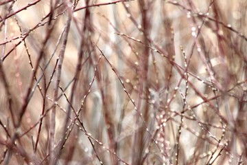 Signs of Spring