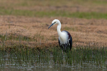 White-necked Heron in Australia