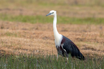 Obraz na płótnie Canvas White-necked Heron in Australia