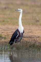 White-necked Heron in Australia