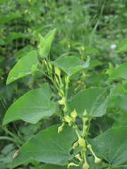 Aristolochia clematitis