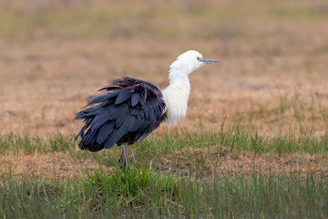 White-necked Heron in Australia