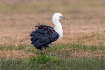 White-necked Heron in Australia