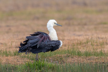 White-necked Heron in Australia