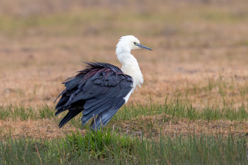 White-necked Heron in Australia