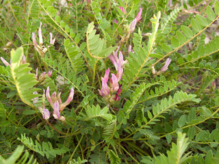 Astragalus monspessulanus