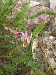 Astragalus monspessulanus