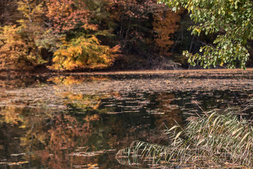 autumn colors, autumn vibes, autumn leaves