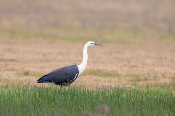 White-necked Heron in Australia