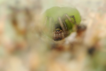 Tegenaria silvestris spider in his tunnel nest