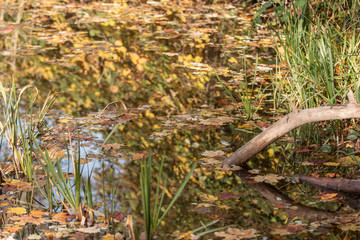 autumn colors, autumn vibes, autumn leaves