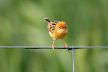 Golden-headed Cisticola in Australia