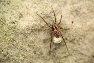 Wolf spider female with cocoon