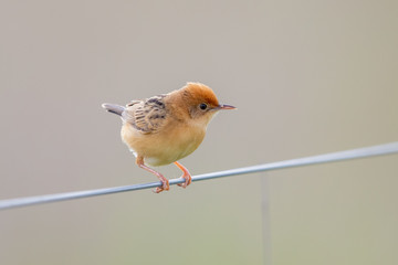 Golden-headed Cisticola in Australia