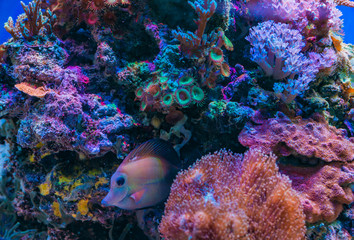 Underwater life of a hard-coral reef, Red Sea, Egypt