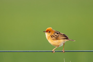 Golden-headed Cisticola in Australia
