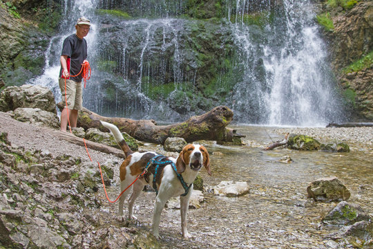Beagle am Wasserfall