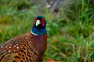 free-living beautiful male pheasant in portrait 