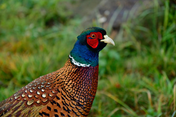 free-living beautiful male pheasant in portrait 