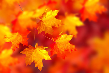 autumn landscape with bright colorful foliage. Indian summer.