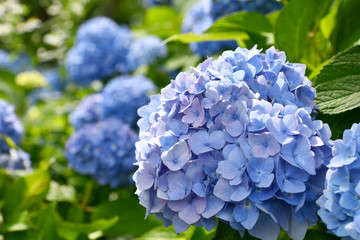 Beautiful blooming blue and purple Hydrangea or Hortensia flowers (Hydrangea macrophylla) under the sunlight on blur background in summer.