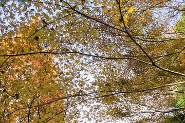 黄色い紅葉につつまれて