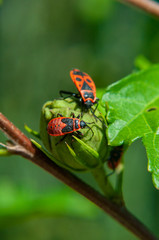 Small insects fly