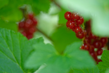 rote Johannesbeeren