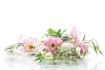 Fototapeta na wymiar beautiful pink lisianthus flowers isolated on white