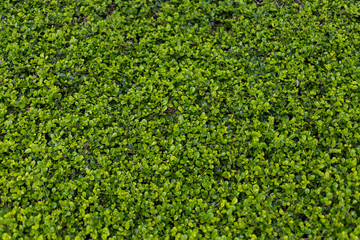 The beautiful background of small green leaves