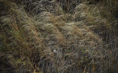 Fototapeta na wymiar Background of dry grasses on the mountainside. In the Tien Shan mountains, Central Asia Kyrgyzstan. Autumn background.