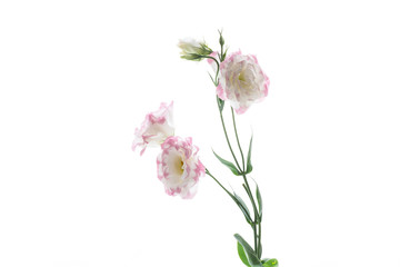 beautiful pink lisianthus flowers isolated on white