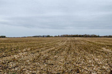 Harvested corn field in autumn. Harvested corn field with the remnants of plants on certain...