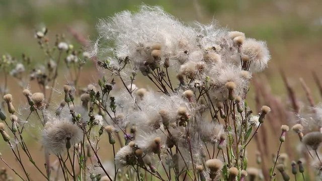 Wind tears off dry seeds of Cirsium arvense. Summer ends, soon autumn will begin
