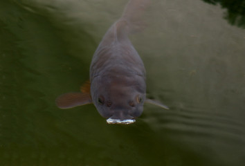 Black koi carp swimming under pond surface