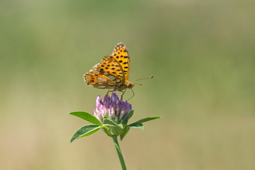 The Queen of Spain Fritillary (Issoria lathonia) is a butterfly of the family Nymphalidae. The Queen of Spain Fritillary (Issoria lathonia), butterfly of the family Nymphalidae sitting on flower.