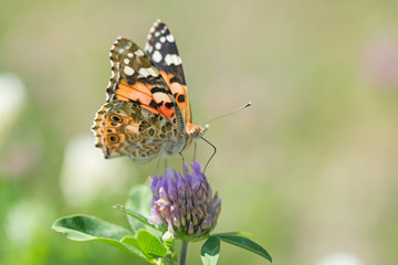 Butterfly Painted Lady (Vanessa cardui) closeup, blurred background. Butterfly (painted lady or vanessa cardui) perched on flowers.