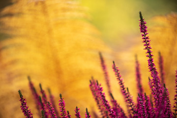 Common Heather, Calluna vulgaris, in full bloom, purple flowers among ostrich fern leaves