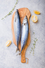 Atlantic bonito Sarda or Palamida that is large mackerel-like fish