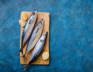 Atlantic bonito Sarda or Palamida that is large mackerel-like fish