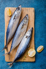 Atlantic bonito Sarda or Palamida that is large mackerel-like fish