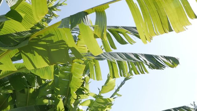 Large banana leaves of a tropical plant develop in the wind against the blue sky.