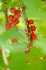 rote Johannesbeeren