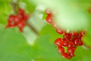 rote Johannesbeeren