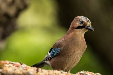 Eichelhäher (Garrulus glandarius) im Naturschutzgebiet Niedermoorwiesen in Berlin 