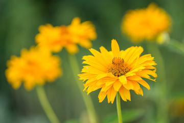 A macro shot of a yellow coreopsis (Coreopsis grandiflora) bloom, blurred background. yellow flowers of Coreopsis grandiflora plant