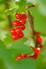 rote Johannesbeeren