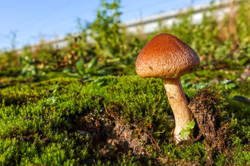 Single toadstool growing on a bed of moss